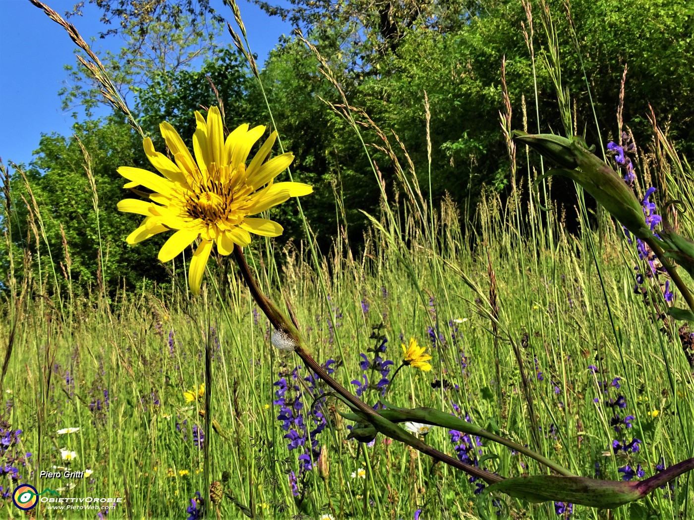 20 Tragopogon pratensis (Barba di becco).JPG
